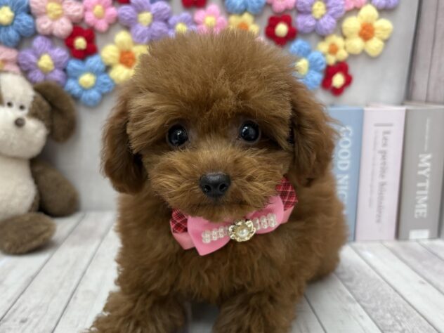 岡山県のトイプードル(トイ) (ワンキャラット アミーゴ高屋店/2025年10月11日生まれ/男の子/オレンジフォーン)の子犬の1枚目の画像