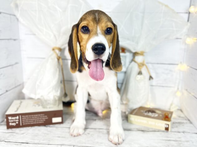 香川県のビーグル (ワンキャラット アミーゴ屋島店/2025年10月2日生まれ/男の子/ブラックタンホワイト)の子犬の2枚目の画像