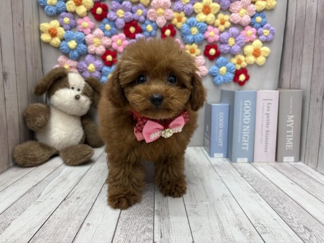 岡山県のトイプードル(トイ) (ワンキャラット アミーゴ高屋店/2025年10月11日生まれ/男の子/オレンジフォーン)の子犬の2枚目の画像