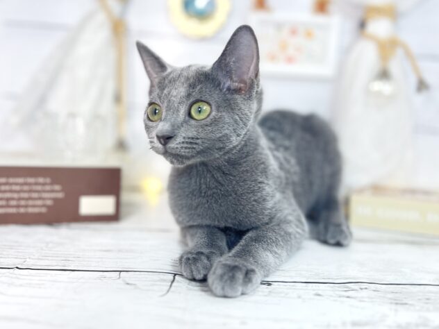 香川県のロシアンブルー (ワンキャラット アミーゴ屋島店/2025年9月12日生まれ/女の子/ブルー)の子猫の2枚目の画像
