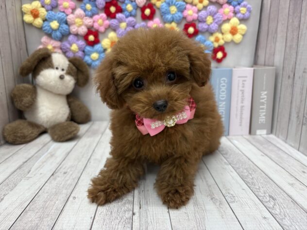 岡山県のトイプードル(トイ) (ワンキャラット アミーゴ高屋店/2025年10月11日生まれ/男の子/オレンジフォーン)の子犬の3枚目の画像