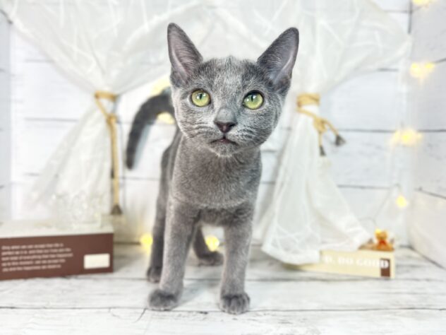 香川県のロシアンブルー (ワンキャラット アミーゴ屋島店/2025年9月12日生まれ/女の子/ブルー)の子猫の1枚目の画像