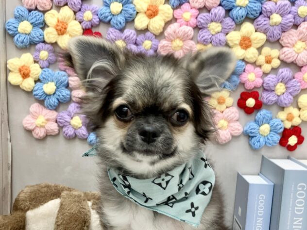 岡山県のチワワ(ロング) (ワンキャラット アミーゴ高屋店/2025年8月17日生まれ/男の子/ブラックタンホワイト)の子犬の1枚目の画像