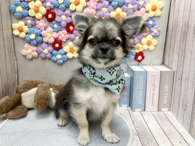 岡山県のチワワ(ロング) (ワンキャラット アミーゴ高屋店/2025年8月17日生まれ/男の子/ブラックタンホワイト)の子犬の2枚目の画像