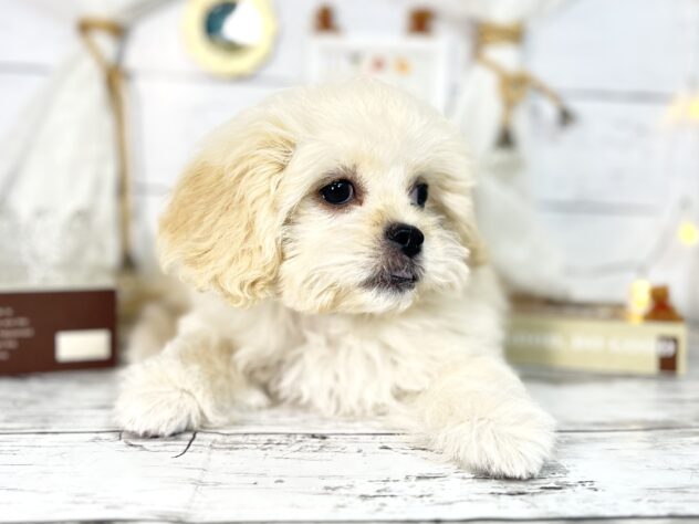 香川県のハーフ犬・ミックス犬 (ワンキャラット アミーゴ屋島店/2025年10月14日生まれ/女の子/クリーム)の子犬の2枚目の画像