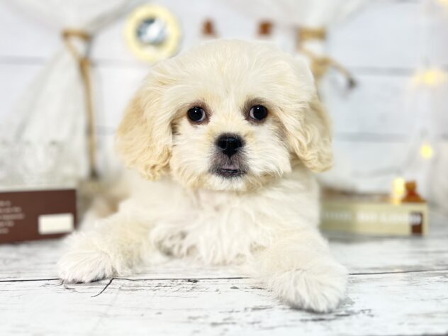 香川県のハーフ犬・ミックス犬 (ワンキャラット アミーゴ屋島店/2025年10月14日生まれ/女の子/クリーム)の子犬の1枚目の画像