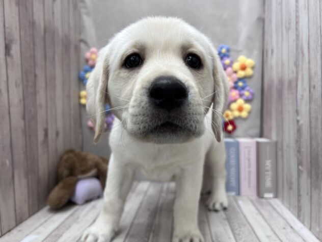 岡山県のラブラドールレトリーバー (ワンキャラット アミーゴ高屋店/2025年11月10日生まれ/男の子/イエロー)の子犬の1枚目の画像