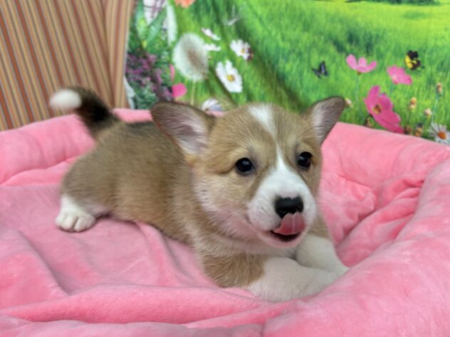 和歌山県のウェルシュコーギーペンブローク (アミーゴ和歌山太田店/2025年11月10日生まれ/女の子/レッドホワイト)の子犬の3枚目の画像