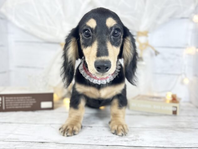 香川県のミニチュアダックスフンド(ロング) (ワンキャラット アミーゴ屋島店/2025年9月11日生まれ/女の子/ブラックタン)の子犬の1枚目の画像