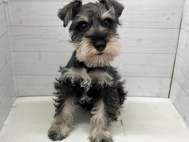 愛媛県のミニチュアシュナウザー (アミーゴ新居浜店/2025年9月14日生まれ/男の子/ソルトペッパー)の子犬の3枚目の画像