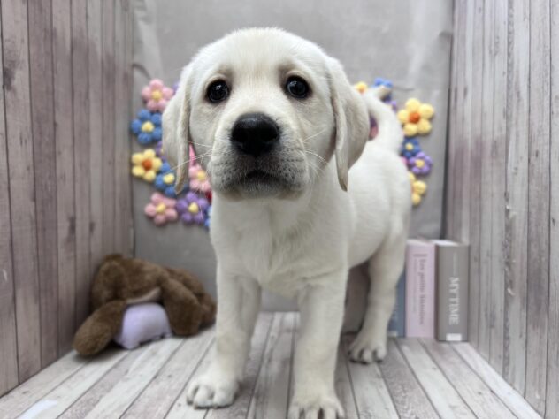 岡山県のラブラドールレトリーバー (ワンキャラット アミーゴ高屋店/2025年11月10日生まれ/男の子/イエロー)の子犬の2枚目の画像