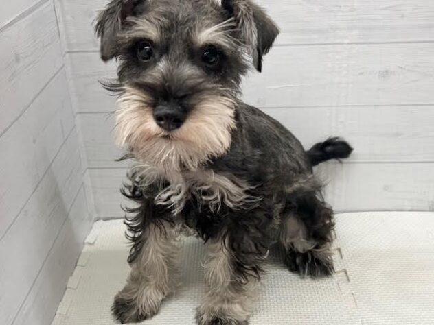 愛媛県のミニチュアシュナウザー (アミーゴ新居浜店/2025年9月14日生まれ/男の子/ソルトペッパー)の子犬の2枚目の画像