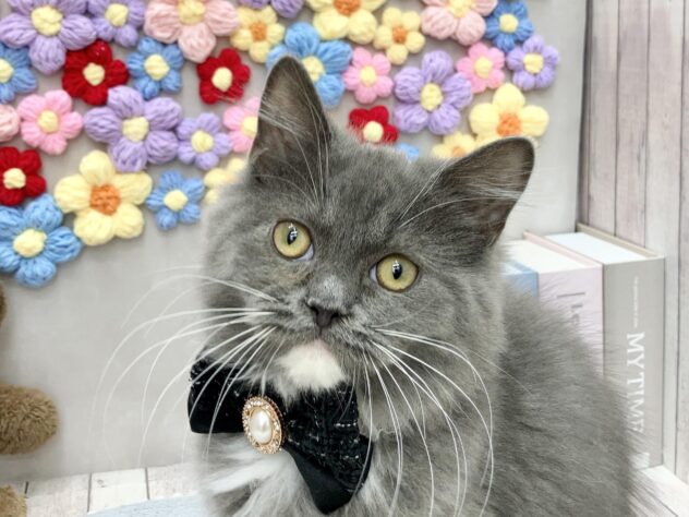 岡山県のラガマフィン (ワンキャラット アミーゴ高屋店/2025年8月31日生まれ/男の子/ブルーホワイト)の子猫の1枚目の画像