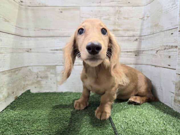 愛媛県のミニチュアダックスフンド(ロング) (アミーゴ新居浜店/2025年7月17日生まれ/男の子/ゴールド)の子犬の2枚目の画像