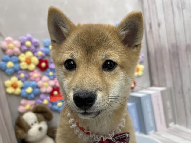 岡山県の豆柴 (ワンキャラット アミーゴ高屋店/2025年9月16日生まれ/女の子/赤)の子犬の2枚目の画像