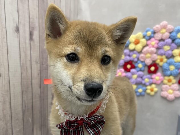 岡山県の豆柴 (ワンキャラット アミーゴ高屋店/2025年9月16日生まれ/女の子/赤)の子犬の1枚目の画像