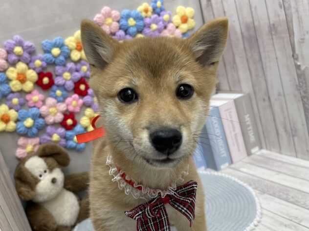 岡山県の豆柴 (ワンキャラット アミーゴ高屋店/2025年9月16日生まれ/女の子/赤)の子犬の3枚目の画像