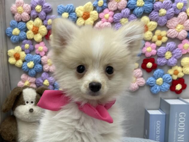 岡山県のポメラニアン (ワンキャラット アミーゴ高屋店/2025年10月6日生まれ/女の子/クリーム)の子犬の1枚目の画像