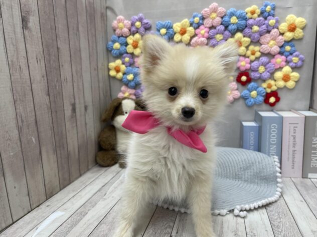 岡山県のポメラニアン (ワンキャラット アミーゴ高屋店/2025年10月6日生まれ/女の子/クリーム)の子犬の4枚目の画像