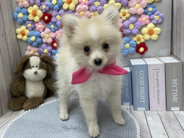 岡山県のポメラニアン (ワンキャラット アミーゴ高屋店/2025年10月6日生まれ/女の子/クリーム)の子犬の2枚目の画像