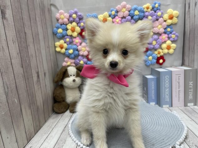 岡山県のポメラニアン (ワンキャラット アミーゴ高屋店/2025年10月6日生まれ/女の子/クリーム)の子犬の3枚目の画像