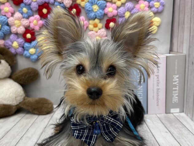 岡山県のヨークシャーテリア (ワンキャラット アミーゴ高屋店/2025年6月19日生まれ/男の子/スチールブルータン)の子犬の1枚目の画像