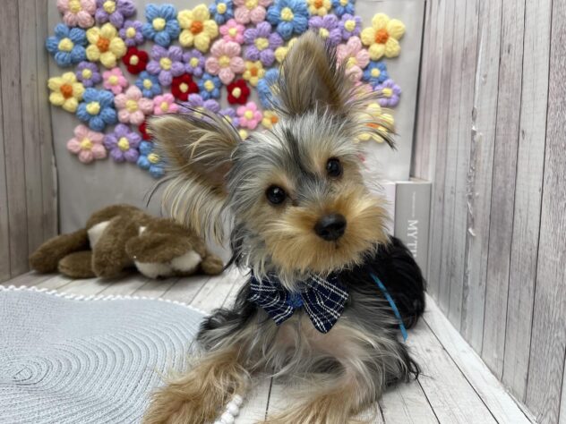 岡山県のヨークシャーテリア (ワンキャラット アミーゴ高屋店/2025年6月19日生まれ/男の子/スチールブルータン)の子犬の2枚目の画像