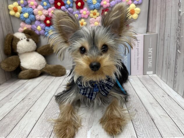 岡山県のヨークシャーテリア (ワンキャラット アミーゴ高屋店/2025年6月19日生まれ/男の子/スチールブルータン)の子犬の3枚目の画像