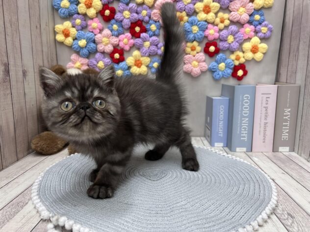 岡山県のエキゾチックショートヘアー (ワンキャラット アミーゴ高屋店/2025年10月15日生まれ/男の子/ブラックスモーク)の子猫の2枚目の画像