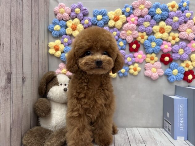 岡山県のトイプードル(トイ) (ワンキャラット アミーゴ高屋店/2025年7月28日生まれ/男の子/オレンジフォーン)の子犬の1枚目の画像