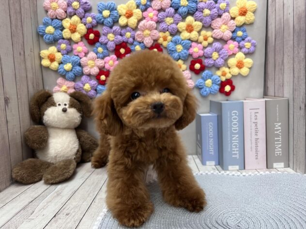 岡山県のトイプードル(トイ) (ワンキャラット アミーゴ高屋店/2025年7月28日生まれ/男の子/オレンジフォーン)の子犬の3枚目の画像