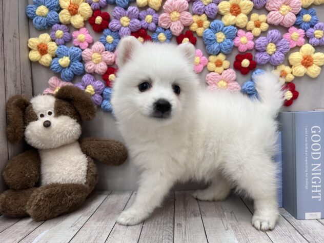 岡山県の日本スピッツ (ワンキャラット アミーゴ高屋店/2025年11月16日生まれ/女の子/ホワイト)の子犬の2枚目の画像