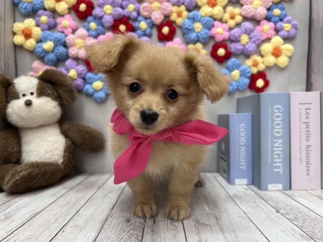 岡山県のポメックス(ポメラニアン×ダックス) (ワンキャラット アミーゴ高屋店/2025年11月21日生まれ/女の子/ゴールド)の子犬の2枚目の画像