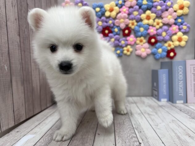 岡山県の日本スピッツ (ワンキャラット アミーゴ高屋店/2025年11月16日生まれ/女の子/ホワイト)の子犬の3枚目の画像