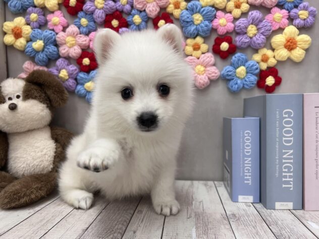 岡山県の日本スピッツ (ワンキャラット アミーゴ高屋店/2025年11月16日生まれ/女の子/ホワイト)の子犬の1枚目の画像