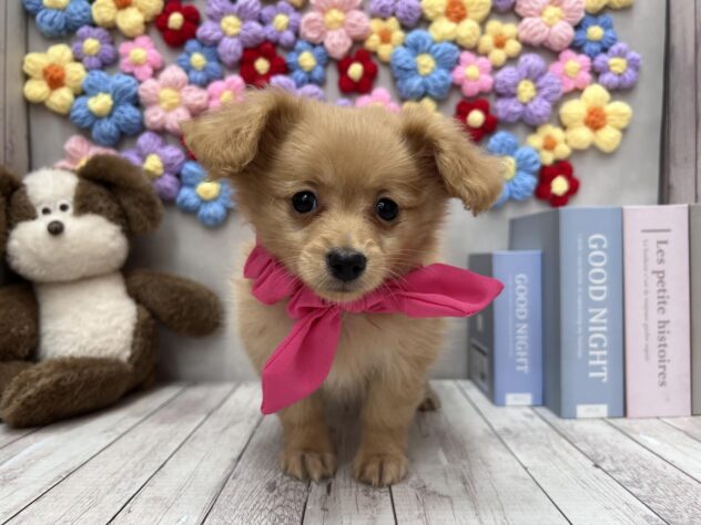 岡山県のポメックス(ポメラニアン×ダックス) (ワンキャラット アミーゴ高屋店/2025年11月21日生まれ/女の子/ゴールド)の子犬の1枚目の画像