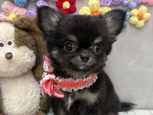 岡山県のチワワ(ロング) (ワンキャラット アミーゴ高屋店/2025年11月3日生まれ/女の子/ブラックタン)の子犬の1枚目の画像