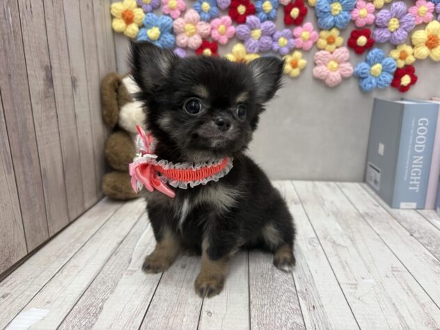 岡山県のチワワ(ロング) (ワンキャラット アミーゴ高屋店/2025年11月3日生まれ/女の子/ブラックタン)の子犬の2枚目の画像