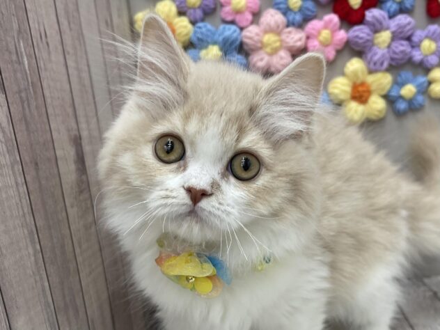 岡山県のスコティッシュフォールド (ワンキャラット アミーゴ高屋店/2025年10月15日生まれ/女の子/クリームタビーホワイト)の子猫の1枚目の画像