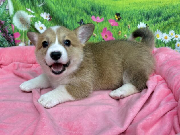 和歌山県のウェルシュコーギーペンブローク (アミーゴ和歌山太田店/2025年11月10日生まれ/女の子/レッドホワイト)の子犬の2枚目の画像