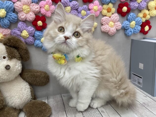 岡山県のスコティッシュフォールド (ワンキャラット アミーゴ高屋店/2025年10月15日生まれ/女の子/クリームタビーホワイト)の子猫の2枚目の画像