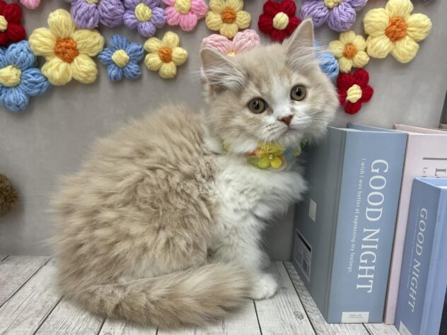 岡山県のスコティッシュフォールド (ワンキャラット アミーゴ高屋店/2025年10月15日生まれ/女の子/クリームタビーホワイト)の子猫の3枚目の画像