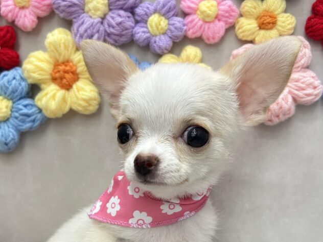 岡山県のチワワ(ロング) (ワンキャラット アミーゴ高屋店/2025年10月22日生まれ/女の子/クリームホワイト)の子犬の2枚目の画像