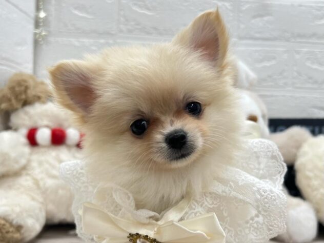 岡山県のハーフ犬・ミックス犬 (ワンキャラット アミーゴ岡南店/2026年11月6日生まれ/女の子/クリーム)の子犬の1枚目の画像