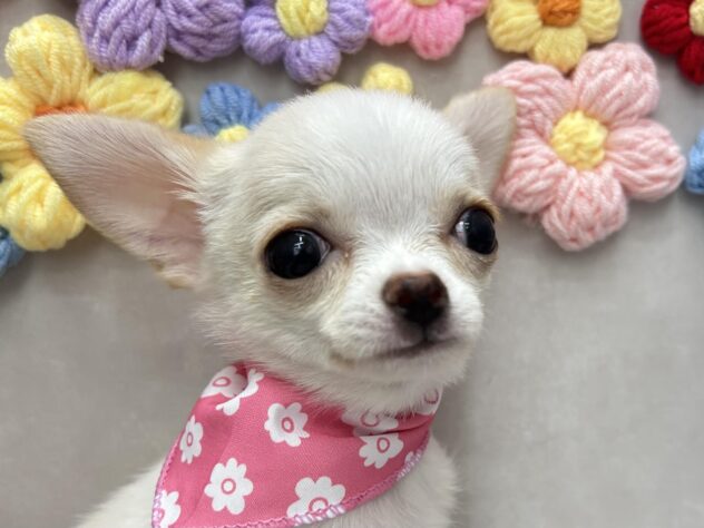 岡山県のチワワ(ロング) (ワンキャラット アミーゴ高屋店/2025年10月22日生まれ/女の子/クリームホワイト)の子犬の1枚目の画像