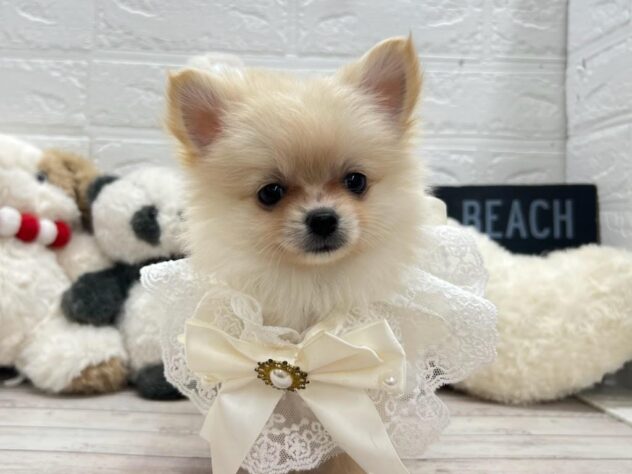 岡山県のハーフ犬・ミックス犬 (ワンキャラット アミーゴ岡南店/2026年11月6日生まれ/女の子/クリーム)の子犬の2枚目の画像