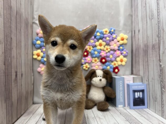 岡山県の豆柴 (ワンキャラット アミーゴ高屋店/2025年9月20日生まれ/女の子/赤)の子犬の1枚目の画像