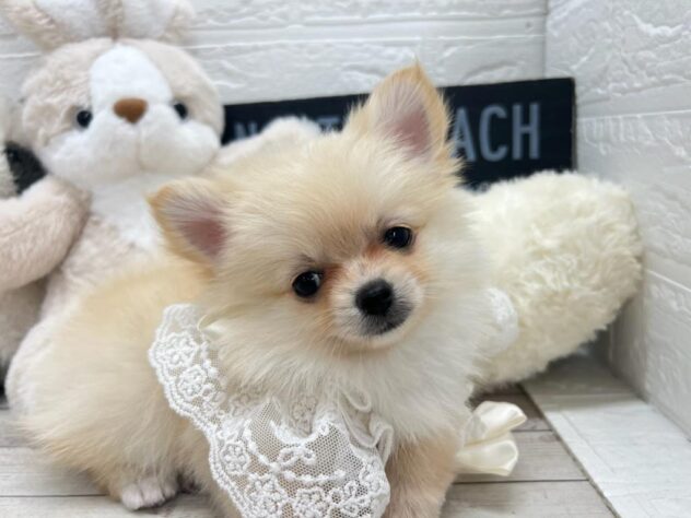 岡山県のハーフ犬・ミックス犬 (ワンキャラット アミーゴ岡南店/2026年11月6日生まれ/女の子/クリーム)の子犬の3枚目の画像