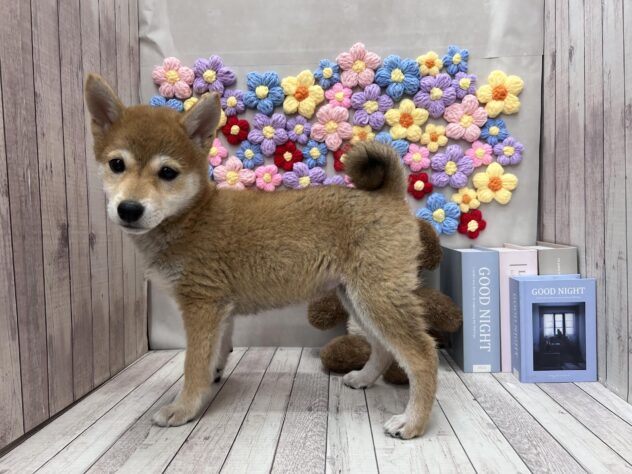 岡山県の豆柴 (ワンキャラット アミーゴ高屋店/2025年9月20日生まれ/女の子/赤)の子犬の2枚目の画像