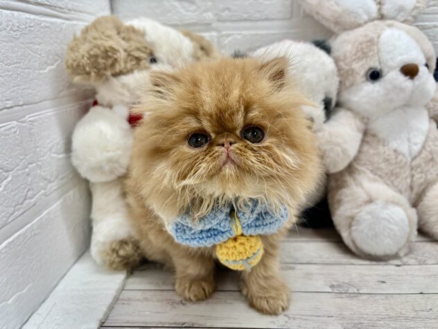 岡山県のエキゾチック (ワンキャラット アミーゴ岡南店/2026年11月5日生まれ/男の子/レッドタビー)の子猫の4枚目の画像